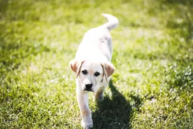 帮办·说法|拉布拉多冲撞三轮车致六旬阿姨九级伤残，八旬狗主要担多少责任？图片