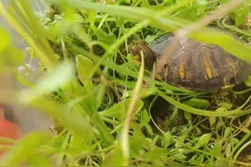 十日谈｜学做“龟大夫”图片