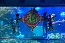 海底飞天玉兔迎春 青岛海底世界为市民送上新春第一份祝福图片