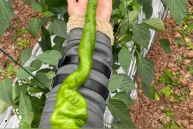 新春走基层|“重庆辣椒就是‘费肉’！” 铜梁首次栽种螺丝椒比小臂还长图片