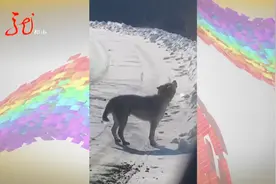 原声视频！被困女子哭着报警：“救命啊！它在冲着天叫”图片