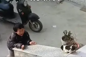 治愈！萌娃带狗狗台阶上玩滑梯默契十足图片