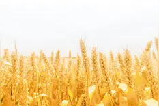 馥郁的麦香（逐梦）图片