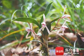 海南周刊 | 植物界里的“兔子”：呆萌可爱身姿美图片