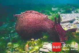 海南周刊 | 海中兔：遨游蓝海怀绝技图片