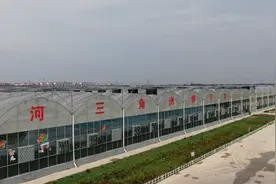 东营：长江以北规模最大的兰花基地 150种蝴蝶兰“展翅”迎春图片