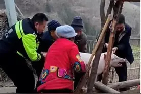 小猪仔出门“放风”酣睡玉米地，民警暖心帮助寻回图片