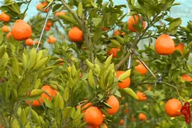 千城百县看中国｜河北顺平：金橘飘香引客来图片