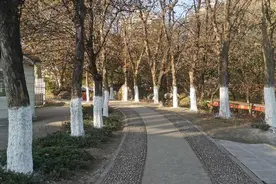 晨读｜冬天的树，穿上了白袜子图片