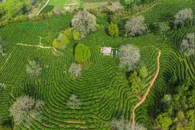 走进祁门 遇见祁红图片