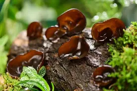 当心！这几种食物越“新鲜”越伤人，你一定要知道！图片