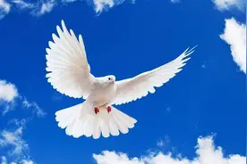 目睹人间疾苦悲欢，鸽子写下赞美诗图片