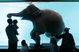 “失业”的大象开始复工，泰国再陷动物权益保护漩涡图片