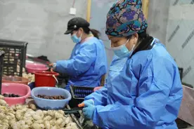新华全媒+|东北人过年的这个“土特产”，村里人正在加班加点……图片