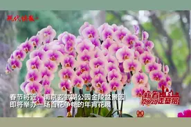 新春走基层 | 年宵花展百花争艳！走近打造视觉盛宴的布展人图片