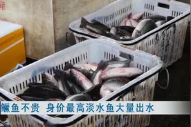 大量上市！价格明显下降！春节很多人家里都会买......图片