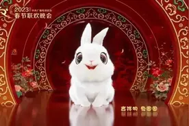 兔年必看！宠物兔日常饲养指南图片