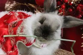 萌兔成为宠物市场“顶流”！饲养要注意这些……图片