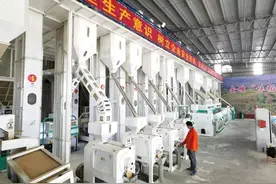 日加工50吨！过年的大米不愁！图片