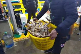 一下子买十只帝王蟹！春节临近，不少济南市民青睐高档海鲜图片