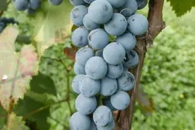 中科院植物所选育两款抗寒旱酿造葡萄品种通过国家审定图片