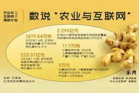 农业与互联网｜蒙自小黄姜：电商助农稳度“姜周期”图片