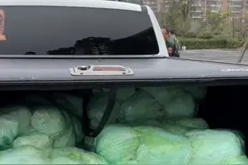 皮卡装45元白菜省千元高速通行费？律师：未违反政策，本质系钻空子图片