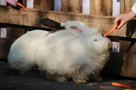体重赶上五六岁孩子的巨兔，能长出兔耳的多肉，今年公园绿地“兔味”十足图片