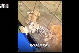 动物园上演狮虎大战，该关注的不是谁更厉害 | 新京报专栏图片