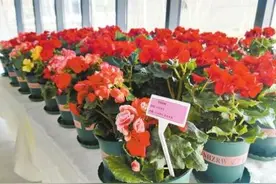 春节临近 郑州各个公园年味浓！图片