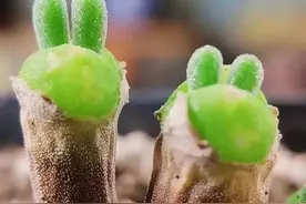 兔年将至，可爱的兔系植物了解一下图片