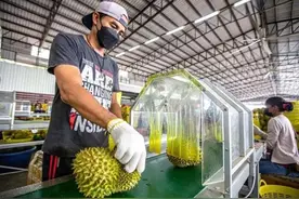 国人“榴莲自由”可期，东南亚各国“挑最好的供应中国市场”图片