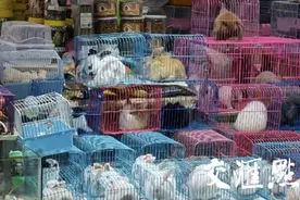 兔年萌兔成“新宠”，从业者：讨好彩头需谨慎图片