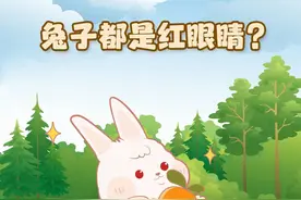 兔子眼睛是红色的，最爱吃胡萝卜？其实……图片