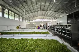 新春走基层|冬闲人不闲 “莓茶姑娘”忙“充电”图片