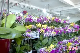 临洮：兰花“走俏”扮靓新春图片