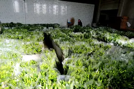 新春走基层｜百合花开庆新春 村民日子越过越香甜图片