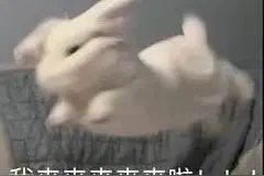 “玉兔”献礼丨新华网携手五大博物馆送上新春祝福！图片