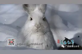 一只白兔，惊动了嘉靖皇帝？图片