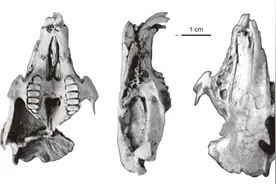 远古发现｜追兔寻源之一：鼠兔原来是一家？图片