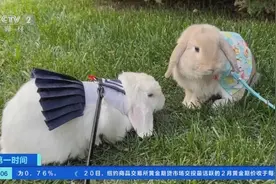 宠物界“新秀”登场！萌兔热销，垂耳兔销售最火爆！每月饲养开销约一百多元图片