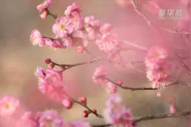 山西垣曲：梅花凌寒绽放喜迎新春图片