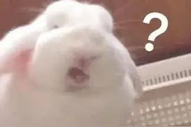 “兔年”到底是rabbit，hare还是bunny？图片