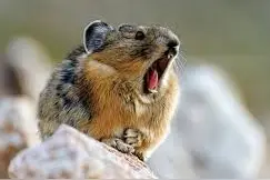 你知道兔兔有多少种吗？一起来数数吧图片