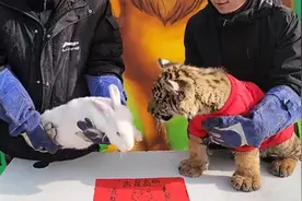 我们喜欢兔子，是因为柔弱如兔，也有直面刚强的勇气图片