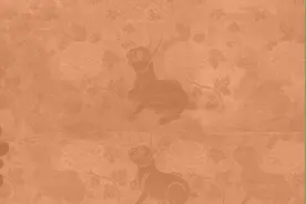 百兔迎春丨兔子到底有多少种名字？图片