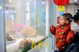 萌化了！小兔新春变“新宠” 每只售价上百元图片