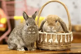 追光|原来梅西属兔？你还认识哪些属兔的体育明星？图片