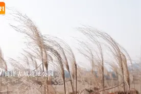 奥运冠军给您拜年，打完这套“笨笨熊”太极，疲劳的颈椎瞬间轻盈，最适宜“低头族”图片