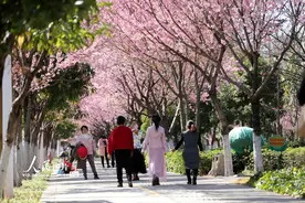 云南蒙自：樱花盛开游人来图片
